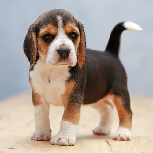 Image of beagle posted on 2022-03-13 14:06:50 from pune